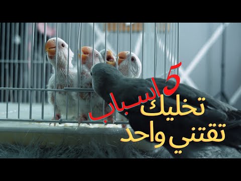 تعرف على ببغاء الروز من طيور الحب اقرب ببغاء الى قلبي