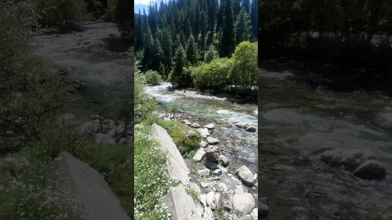 Clear flowing river through dense and beautiful forests