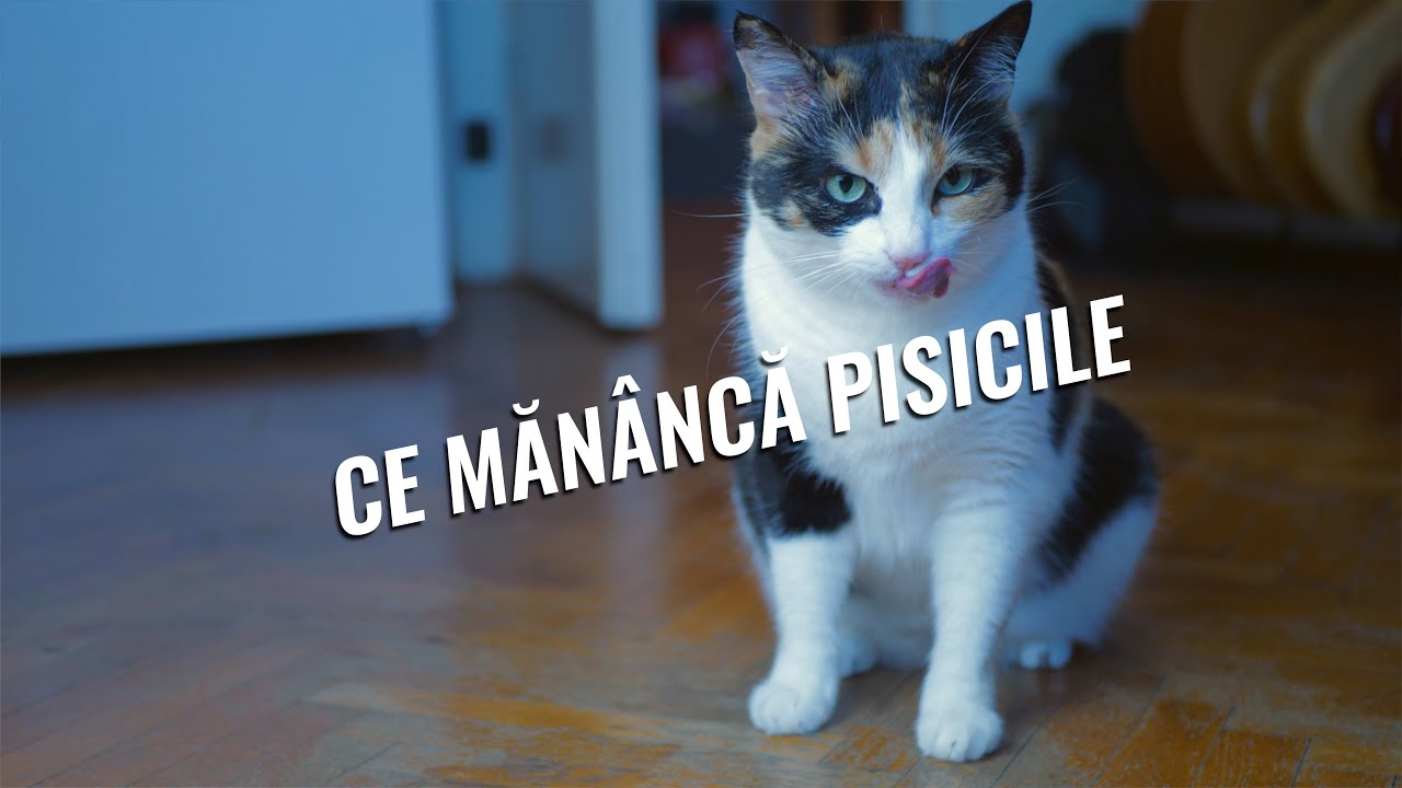 Ce mănâncă pisicile
