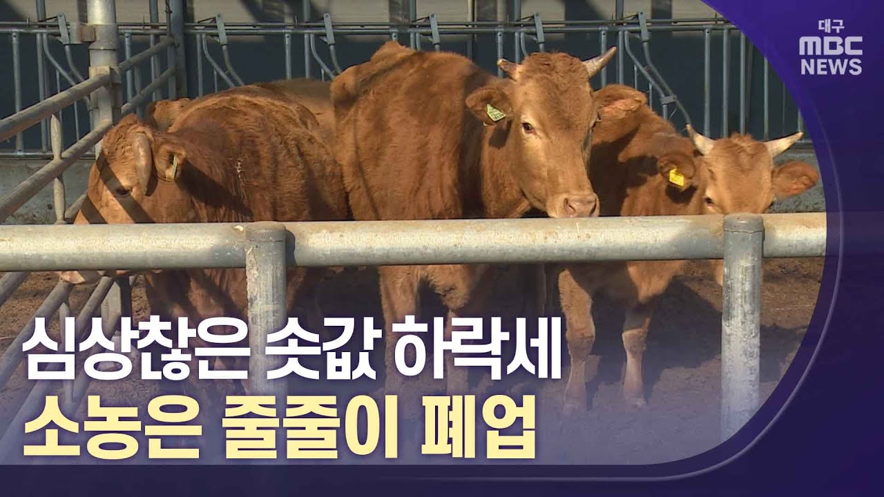 심상찮은 솟값 하락세..소농은 줄줄이 폐업 | 대구MBC뉴스