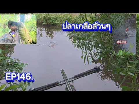 EP146.ฝนพึ่งหยุดปลาลอยดีแต่เวลาน้อย #ยิงปลาบก  #fishing