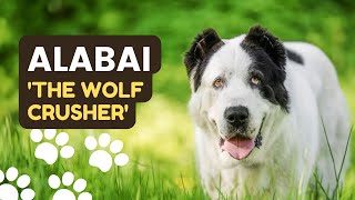 Central Asian Shepherd Dog | THE ALABAI by Dog Talks 150 views 3 months ago 2 minutes, 31 seconds
