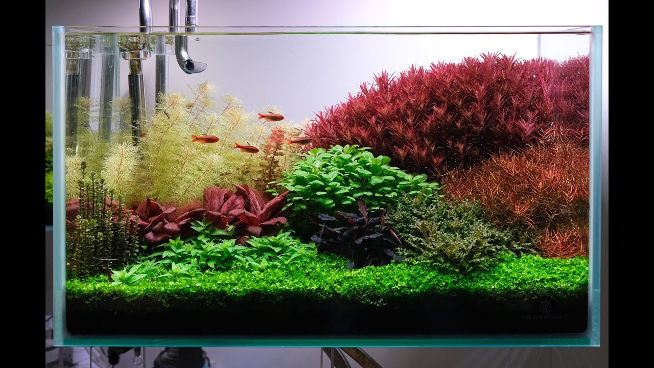 2ft Dutch style aquarium featuring Hyphessobrycon myrmex (Fire ant tetra)