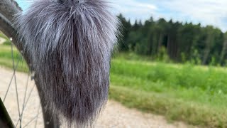 ASMR Ride Through Nature | Deep Sleep Triggers & Gentle Gravel Sounds