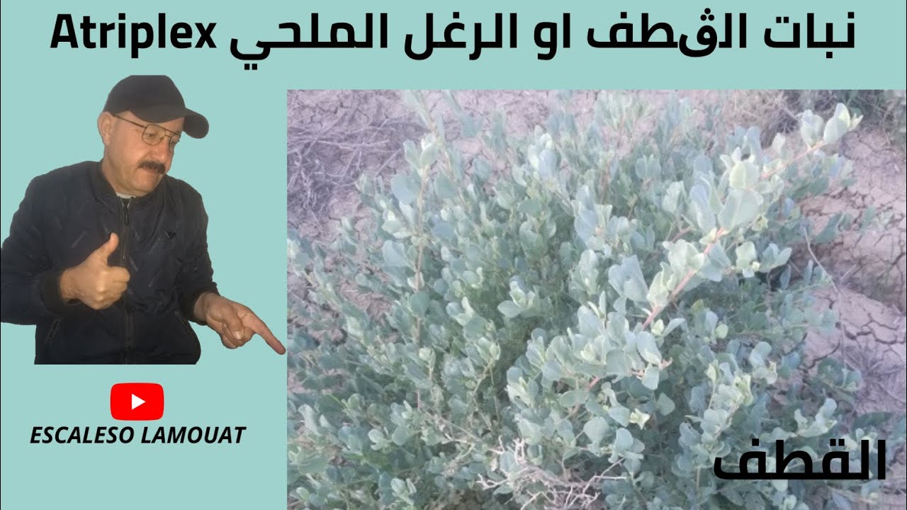 نبات الڨطف او الرغل الملحي Atriplex