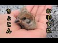 手のひらで遊び回る子スズメ すずめ日記 リフレッシュ公開