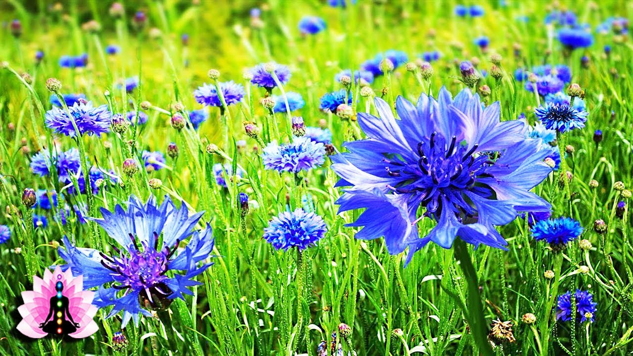The Most Beautiful Flowers Collection Relaxing Meadow with Ambient