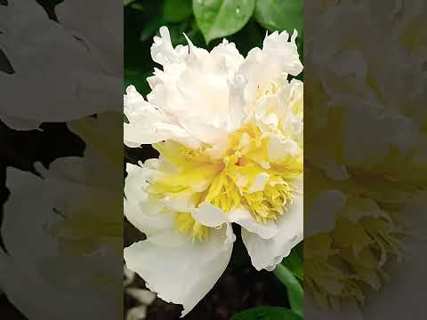 Пион травянистый Top Brass / Paeonia Top Brass / Півонія трав'яниста Топ Брасс #цветы #peony #shorts