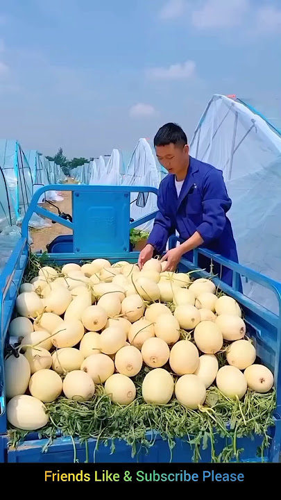 Harvested a Bunch of White Melons from the Farm Today | Amazing Sweet Melon Farming | #shorts #usa