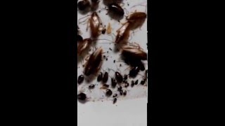 Средство от тараканов клеевая ловушка видео Средство от тараканов