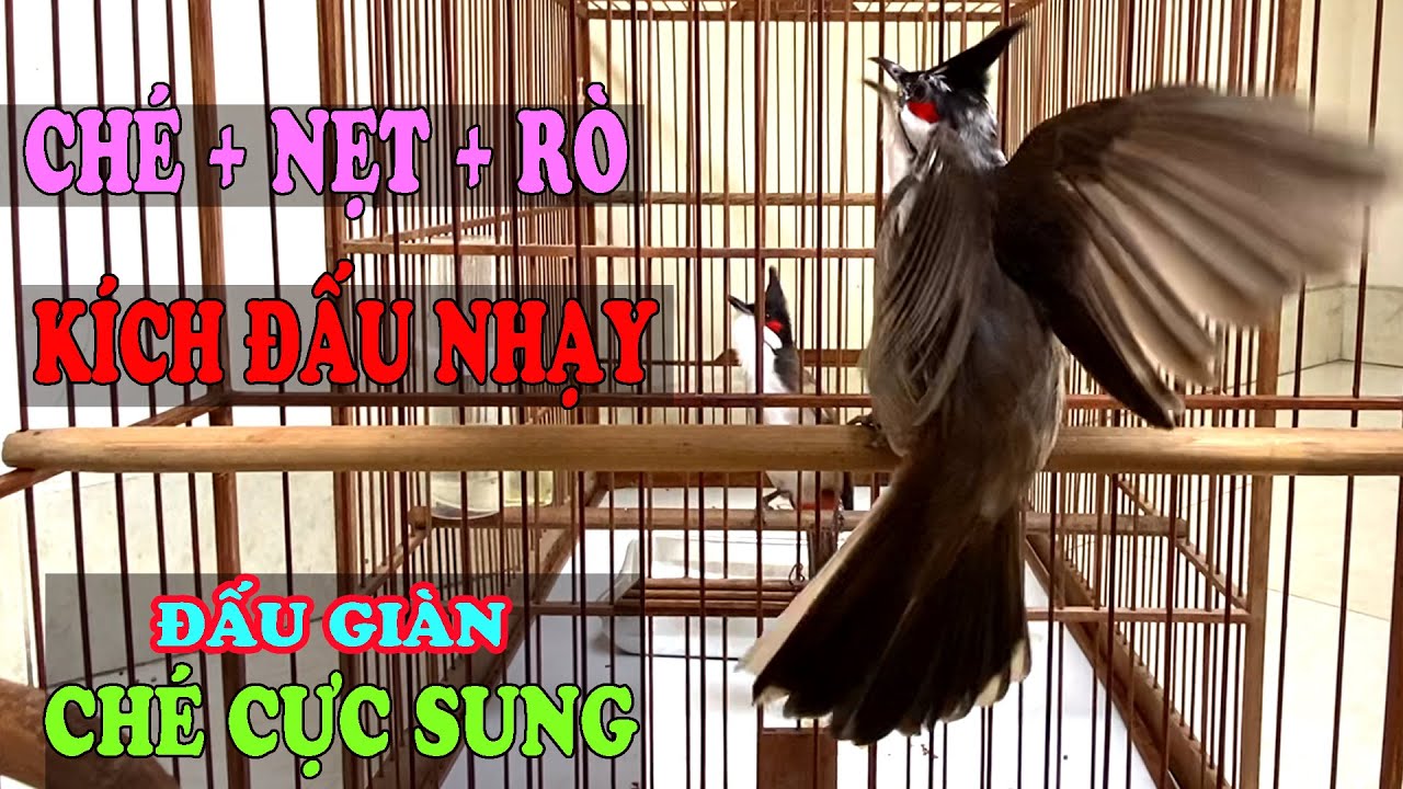 Chào Mào Hót Đấu Ché Nẹt Cực Sung Kích Bổi Hót Ché/ Kích Bổi Căng Lửa Nhanh Nhất / Chao mao hot