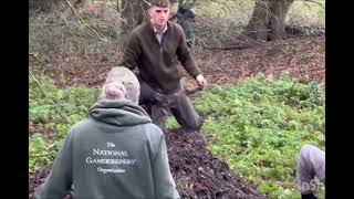Ratting Terriers & Lurchers (116 Rats Total)