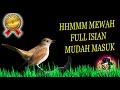 Masteran Murai Batu Paling Mewah