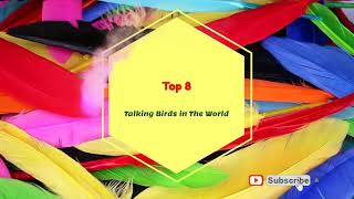 Top 8 Talking Birds in The World 4K