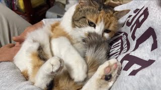 ヤケちゅっぱミー子。なぜでせう。/Apparently a moody cat .