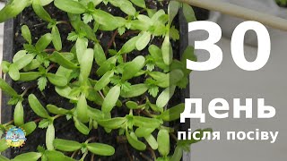 24 квітня. 30 день після посіву насіння томатів. Розсада томатів, перцю і зелені.