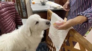 【ルンルンの裏庭】忘れられていたケーキの残りを食べたルンルンとアラン