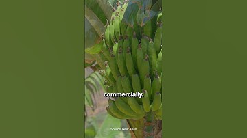 Genetic engineering could save the banana