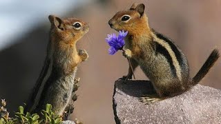 Best funniest squirrel 🐿️ videos compilation cute animals