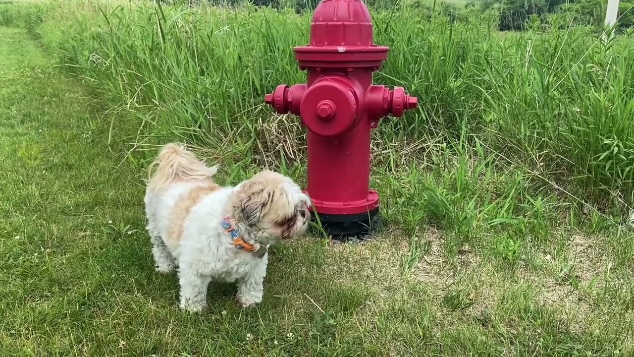 George not peeing on fire hydrant