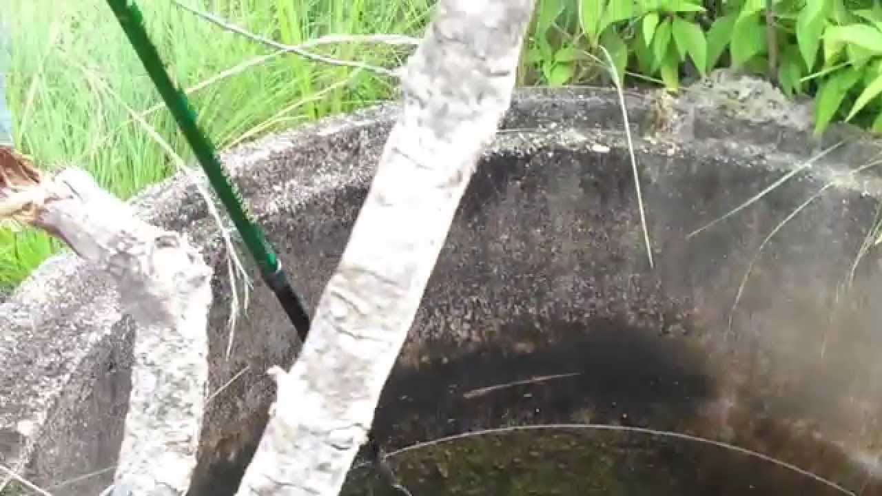 Aripo Savannah with Trinidad & Tobago Field Naturalist Club YouTube