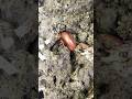 "This Millipede Has 400 Legs... I Counted Them All"#shortvideo #shorts #viralvideo #nature #insects