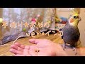 オカメインコのおやつを手作りで作ってみた！ - I made a snack snack made by hand!