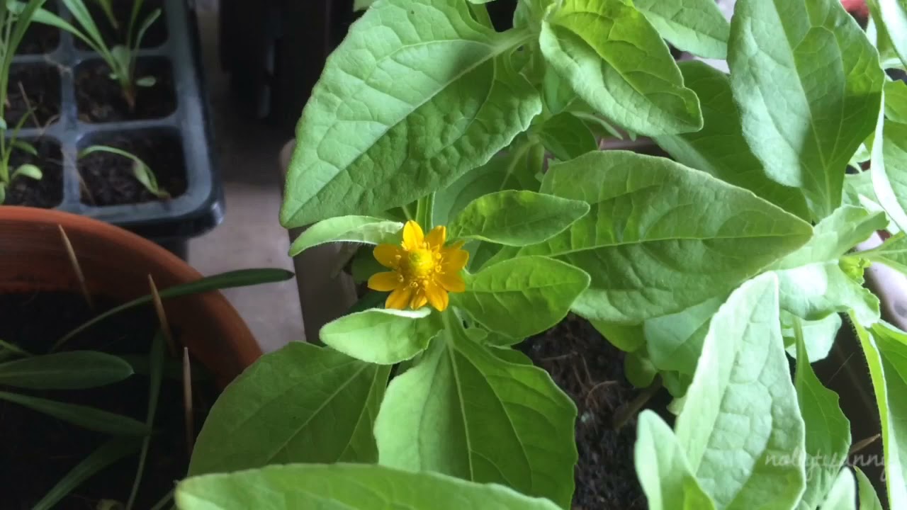 Melampodium 🌼 | my mini garden update 🌿