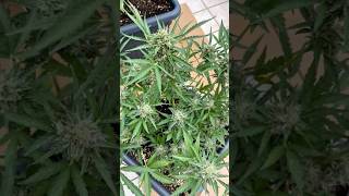 Day 70 Ak Autoflower Update