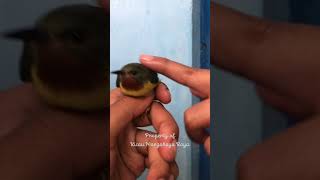 Suara Burung Kolibri Muncang kolmun Betina Tidak Bisa Diremehkan Kicau Margahayu Raya