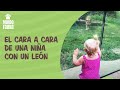 El cara a cara de una niña con un hambriento león