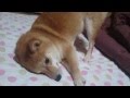 【変な柴犬】柴犬 燐五  (りんご) 布団をホリホリ