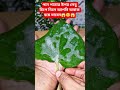 পান পাতার উপর লেবু চিপে দিলে আপনি অবাক হয়ে যাবেন 😱🥺😱#viralvideo #youtubeshorts #tips #tricks