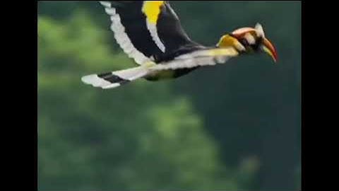 Discover The Land of the Hornbills