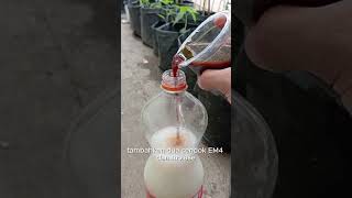 Kocor/spray ramuan ini ke tanaman seminggu sekali, dan lihat hasilnya.. Selamat mencoba.. #bertani