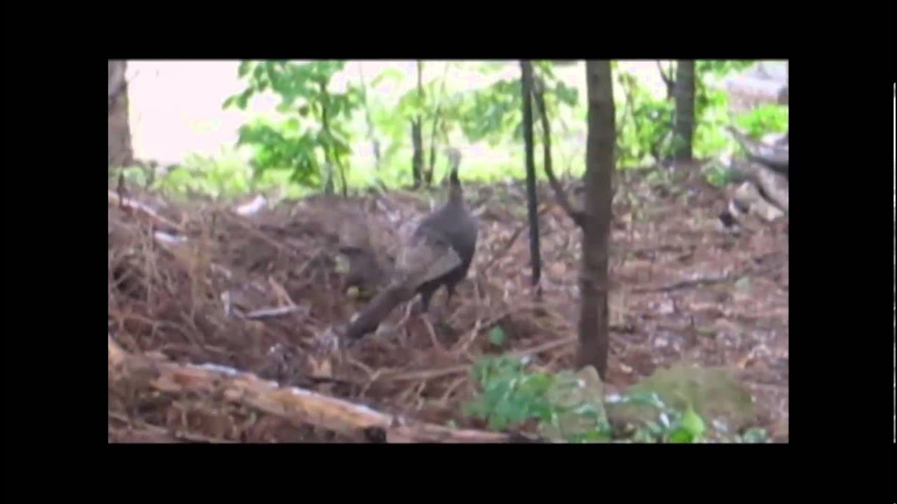 Turkey Trap YouTube