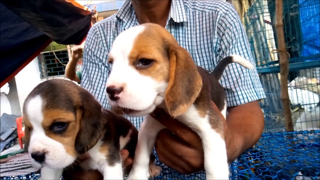 Cute Beagle Puppies For At Galiff Street Pet Market Kolkata At Galiff Street Pet Market Kolkata