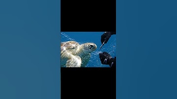 Thumbnail of Rescuing a Sea Turtle Trapped in a Plastic Net Beneath the Waves