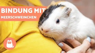Wie Man Das Vertrauen Eines Meerschweinchens Gewinnt 4 Wichtige Tipps