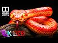 Experience TRUE Visual Perfection - 8K HDR Dolby Vision 240fps Nature