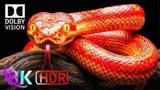 Experience TRUE Visual Perfection - 8K HDR Dolby Vision 240fps Nature