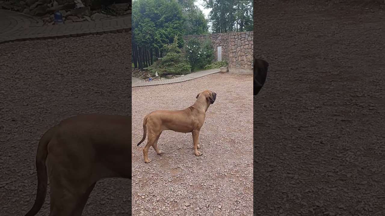 fila brasileiro....kilka słów o charakterze 🥰