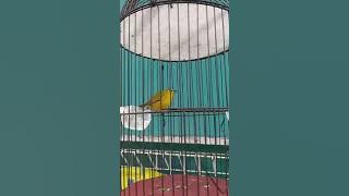BURUNG PLECI MILIK OM ANDRE PEKATIK ,NEMBAK PANJANG KEJER KEJER ,PLECI NASIONAL