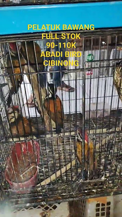Pelatuk bawang 90-110rb abadibirdcibinong masih full stok