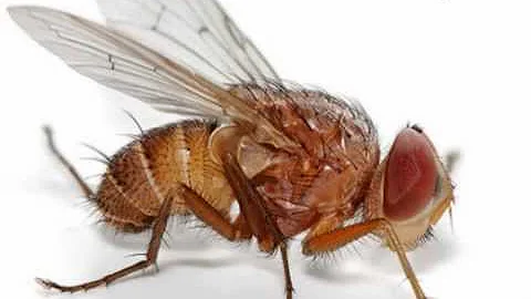 Come combattere la mosca del ciliegio?