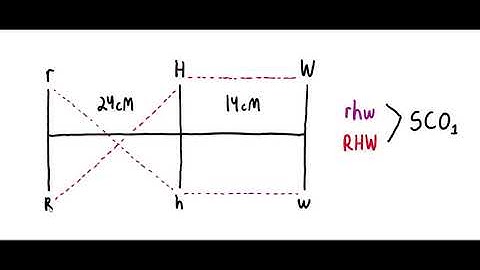 Reverse Mapping Video