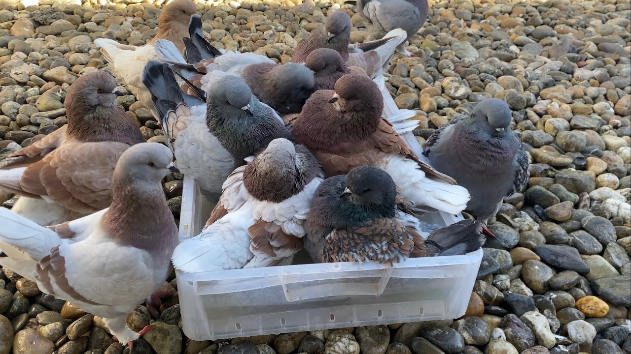 Winter Bath for Pigeons | Fancy Pigeon Breeds ⁴ᴷ