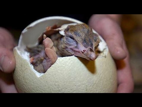 Video: Como del tamaño de un huevo de avestruz y algo de la vida de los avestruces