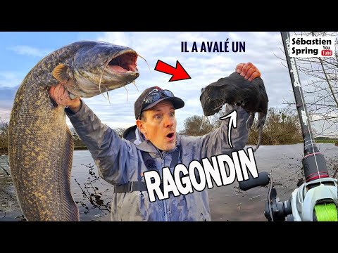 INCREDIBLE !!!! This CATFISH eats a big RAT !