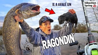 Les SILURES mangent des RAGONDINS !!! 
